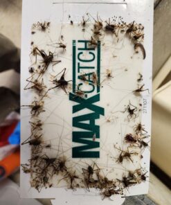 Pest Glue Trap by Catchmaster - 36 Boards Pre-Baited, Ready to Use Indoors. Rodent Mouse Rat Insect Sticky Adhesive Simple Easy Simple Non-Toxic - Made in the USA 36 Pack Scented 34 71Ok282XmL