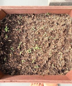 Survival Essentials Garden Heirloom Seed Vault, 100 Variety, Over 17,500 Vegetable, Fruit, and Herbs Seeds, Non-GMO, Non-Hybrid, Plus Free Microgreens Kit 47 71OlZm1SwCL