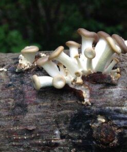 2funguys Oyster Mushroom Plug Spawn Starter Kit - Grow Mushrooms at Home 8 71OlefBOA9L