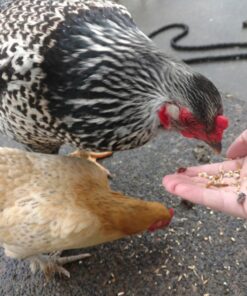 Happy Hen Treats Party Mix Mealworm and Oats, 2-Pound Original Version 12 71OmERY7NNL