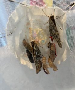 10 Live Caterpillars Shipped Now: Butterfly Kit Refill 38 71OpSt8 FrL