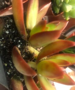 Shop Succulents | Unique Collection of Live Succulent Plants, Hand Selected Variety Pack of Mini Succulents | Collection of 12 6-Pack 46 71OqBCyVV4L