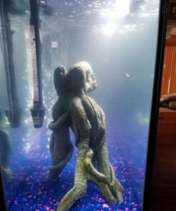 SunSun JUP-01 9W UV Sterilizer Submersible Filter Pump 85 71OqLKxT64L