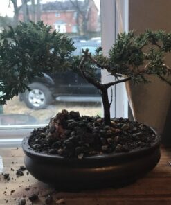 9Greenbox Best Gift Bonsai Juniper Tree, 4 Pound Style 2 34 71OtxubbvlL