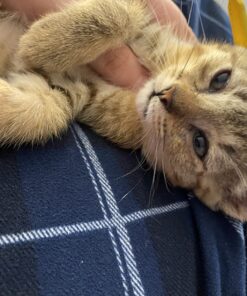 Litter Genie Plus Pail (Black) | Cat Litter Waste Disposal System for Odor Control | Includes 1 Square Refill Bag 53 71OvkrLyRL