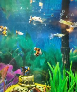 WorldwideTropicals Live Freshwater Aquarium Fish - 5-Pack of Mixed Color Male Guppies - by Live Tropical Fish - Great For Aquariums - Populate Your Fish Tank! 32 71OxnDyglDL