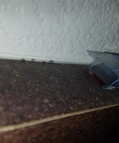 Terro Liquid Ant Killer Baits(6 Bait Stations Net Contents 2.2fl.oz/0.36fl.oz) 21 71Oy2KBFNDL