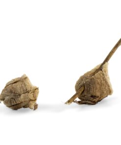 BioLogic Company, Inc. Praying Mantis Egg Cases - 2 Extra Large Cases 28 71P 2pxAeVL