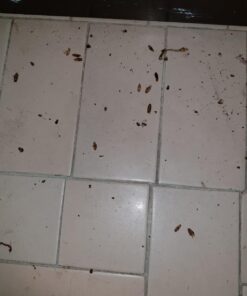 Maxforce FC Roach Control Bait 30 Gram Tubes BA1088 13 71P e9CektL