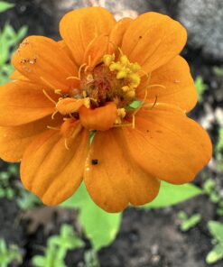 Outsidepride Zinnia Elegans Lilliput Heat & Drought Tolerant Garden Cut Flower Mix - 1000 Seeds Lilliput Mix 51 71P1QfCycVL