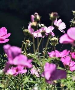 Nikon AF-S VR Micro-NIKKOR 105mm f/2.8G IF-ED Lens Lens Only 67 71P1kVin ML