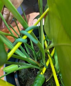 Luster Leaf 16025 Rapiclip Soft Wire Tie 839, 16' Light Duty, Green Soft Wire Tie, Green, 16’ 12 71P1wxK8P1L