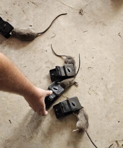 Kat Sense Rat Traps That Work Indoor & Outdoor for Instant Kill Results, Set of 8 Large Reusable Snap Traps for Mice Chipmunks 'N Squirrels 8 Piece 31 71P26OgRlZL