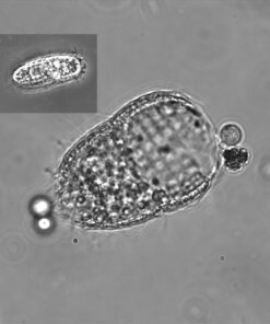 Fluval Quick-Clear Water Polishing Pads, Mechanical Filter Media for Aquariums, 6-Pack, A244A1,All Breed Sizes 307/407 3 71P37xmZW7L