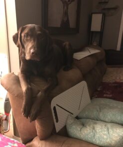 Mammoth Pet Products X-Mat Foldable Training Mat, 18-Inch, Beige (60006D) 18.0"L x 18.0"W x 0.5"Th 30 71P3r 6cyuL