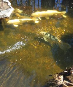 API pond SALT Pond Water Salt 9.6-Pound Container, FISHAQUARI 1 24 71P4lhXkOvL