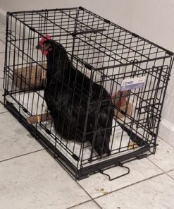 MidWest Homes for Pets Newly Enhanced Single Door iCrate Dog Crate, Includes Leak-Proof Pan, Floor Protecting Feet, Divider Panel & New Patented Features 22.5"L x 13.5"W x 16.0"H 34 71P5p3O70fL