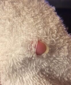 Utopia Towels Cotton Washcloths Set - 100% Ring Spun Cotton, Premium Quality Flannel Face Cloths, Highly Absorbent and Soft Feel Fingertip Towels (24 Pack, White) 24 49 71P6RMv0XuL