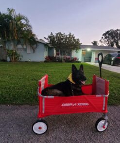 Radio Flyer 3-In-1 EZ Folding, Outdoor Collapsible Wagon for Kids & Cargo, Red Folding Wagon Canopy 83 71P8B7ihnBL