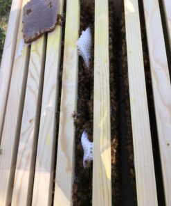 Mann Lake Bee-Pro Patties with Pro Health, Ready-to-Feed High Protein Pollen Substitute, Beekeeping Supplies, 10 lb 10 Pound (Pack of 1) 26 71PJznCBcqL