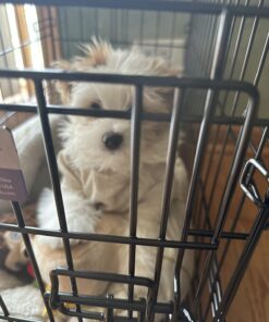 MidWest Homes for Pets Newly Enhanced Single Door iCrate Dog Crate, Includes Leak-Proof Pan, Floor Protecting Feet, Divider Panel & New Patented Features 22.5"L x 13.5"W x 16.0"H 39 71PKgjbIqUL