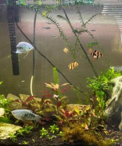 Florida 10 Species Live Aquarium Plants Bundle 44 71PLqKFI3XL
