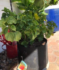 VIVOSUN 5-Pack 10 Gallon Plant Grow Bags, Heavy Duty Thickened Nonwoven Fabric Pots with Handles Black 10 Gallons 47 71PMn76fYvL