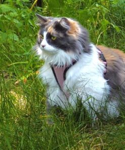 Wysong Uretic - Dry Natural Food for Cats, Chicken, 5 pounds 25 71PNEsFJXeL