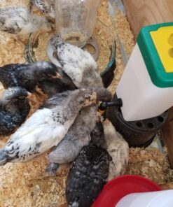 Olba B.V. Plastic Drinking Bottle with Hinged Lid, 1 Litre 9 71PNOnp8CdL