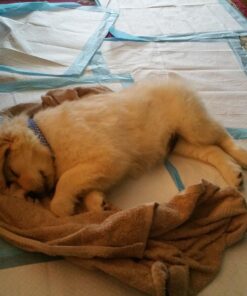 American Kennel Club Scented Puppy Training Pads with Ultra Absorbent Quick Dry Gel – 22 x 22 Puppy Pads - Fresh Scented - Pack of 50 22" x 22" - Pack of 50 25 71PPGVg51L