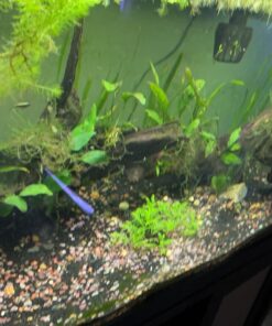 API LEAF ZONE Freshwater Aquarium Plant Fertilizer 18-Ounce Bottle White 16oz 35 71PQwqUTsTL