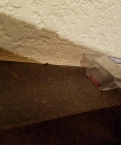 Terro Liquid Ant Killer Baits(6 Bait Stations Net Contents 2.2fl.oz/0.36fl.oz) 22 71PSibVUOkL