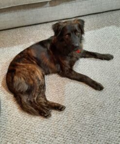 Embark Breed Identification Kit | Most Accurate Dog DNA Test | Test 350+ Dog Breeds | Breed ID Kit with Ancestry & Family Tree 57 71PT9OJH0FL