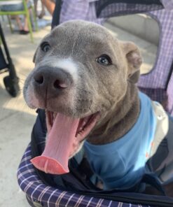 Pet MD - Benzoyl Peroxide Medicated Shampoo for Dogs and Cats - Effective for Skin Conditions, Dandruff, Itch Relief, Acne and Folliculitis - Citrus Scent - 12 oz 23 71PUcuAMqkL