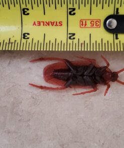 Cooplay 20PCS - Fake Roaches Prank - Cockroach Bugs Look Real Black Red 37 71PV4rJqlbL