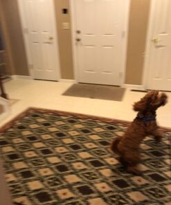 Bubbletastic Dog Bubbles 8oz. Refill Bottle of Bacon Bubble Solution 25 71PVhgD86kL