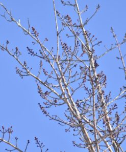 Opteka 500mm/1000mm f/8 Manual Telephoto Lens for Nikon F-Mount D6, D5, D4, DF, D850, D810, D780, D750, D700, D610, D500, D7500, D7200, D7100, D5600, D5500, D5300, D5200, D3500, D3400, D3300, D3200 48 71PY8ZZrMWL