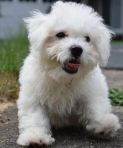 Nikon D5300 24.2 MP CMOS Digital SLR Camera with 18-55mm f/3.5-5.6G ED VR Auto Focus-S DX NIKKOR Zoom Lens (Black) 75 71Pa2VpDHsL