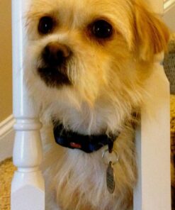 Pet Botanics Training Rewards Mini Treats For Dogs, Bacon, 4 Oz. 4 Ounce (Pack of 1) 35 71PaztZtndL