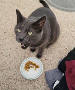 Hill's Science Diet Dry Cat Food, Light Adult, Hairball Control, Light for Healthy Weight & Weight Management, Chicken Recipe, 15.5 lb. Bag 15.5 Pound (Pack of 1) 28 71PbDZsTeuL 1