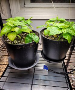 Moruga Scorpion Pepper - Grow Your Own Hottest Pepper in the World! - 2,000,000SHU 3oz/85gr 26 71Pd8gJErAL 1