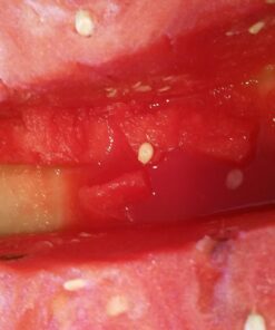 BCI Watermelon Slicer Corer Cutter Knife Tongs with Silicon Handle and Two Headed Melon Baller Set 53 71PdtRtQ3EL