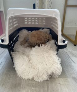 Petmate Compass Fashion Kennel Cat and Dog Kennel, 10-20 lb., Pearl White/Black, Made in USA 20.0"L x 12.5"W x 13.5"H 40 71PfBbCfVAL