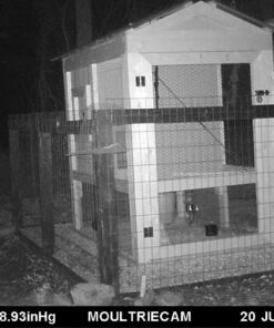 Predator Guard Solar Powered Predator Deterrent LED Light - Scares & Deters Nocturnal Animals Away, Built to Repel Coyote, Fox, Skunk, Bear, Racoon & Wild Creatures - Protect Your Property! 1 34 71PgQALwFHL