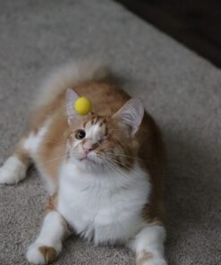 Little Valentine 100-Round Refill Pack for Nerf Rival Yellow 31 71Pi50QXnEL