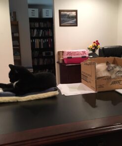 MidWest Homes for Pets Reversible Paw Print Pet Bed in Blue / White, Dog Bed Measures 17L x 11W x 1.5H for 'Tiny' Dog Breed, Machine Wash 17.0"L x 11.0"W x 1.5"Th 30 71PiiFkujBL