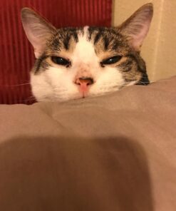 FRONTLINE Plus Flea and Tick Treatment for Cats Over 1.5 lbs., 3 Treatments 3 Doses 34 71Pj5tdyHKL