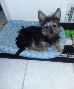 MidWest Homes for Pets Bolster Dog Bed 22L-Inch Blue Dog Bed or Cat Bed w/ Comfortable Bolster | Ideal for XS Dog Breeds & Fits a 22-Inch Dog Crate | Easy Maintenance Machine Wash & Dry 37 71Pm7HRsUEL