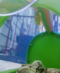 Toysmith: Outdoor Discovery Critter Case by Toysmith - Backyard Nature Exploration To Catch & Release Bugs & Insects to Study Up Close 22 71Pnkvl03SL