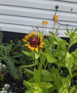 Eden Brothers All Perennial Wildflower Mixed Seeds for Planting, 1/4 lb, 120,000+ Seeds with Lupine, Shasta Daisy | Attracts Pollinators, Plant in Spring or Fall, Zones 3, 4, 5, 6, 7, 8, 9, 10 1/4 Pound 38 71PpEeHHIL